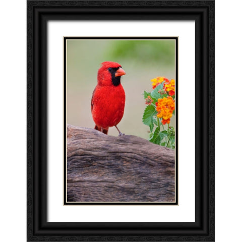 Male cardinal and flowers-Rio Grande Valley-Texas Black Ornate Wood Framed Art Print with Double Matting by Jones, Adam