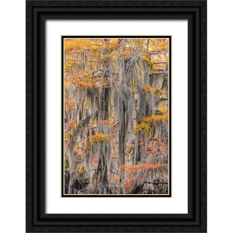 Bald Cypress tree draped in Spanish moss with fall colors Caddo Lake State Park-Uncertain-Texas Black Ornate Wood Framed Art Print with Double Matting by Jones, Adam