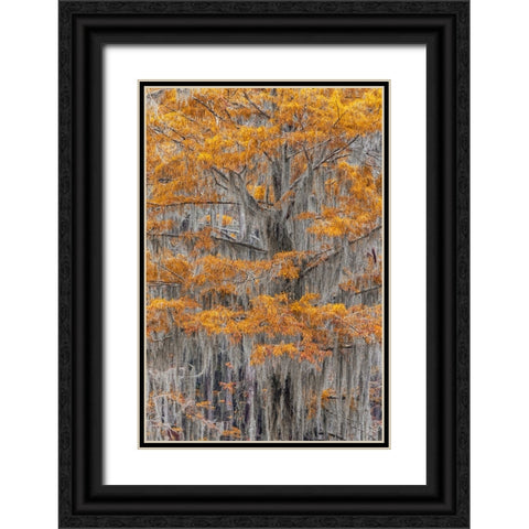 Bald Cypress tree draped in Spanish moss with fall colors Caddo Lake State Park-Uncertain-Texas Black Ornate Wood Framed Art Print with Double Matting by Jones, Adam