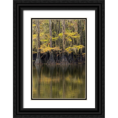 Bald Cypress tree draped in Spanish moss with fall colors Caddo Lake State Park-Uncertain-Texas Black Ornate Wood Framed Art Print with Double Matting by Jones, Adam