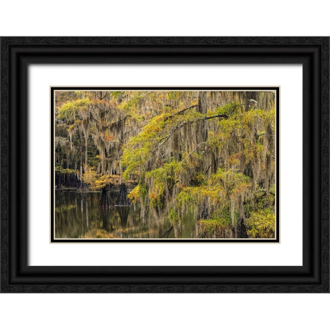 Bald Cypress tree draped in Spanish moss with fall colors Caddo Lake State Park-Uncertain-Texas Black Ornate Wood Framed Art Print with Double Matting by Jones, Adam