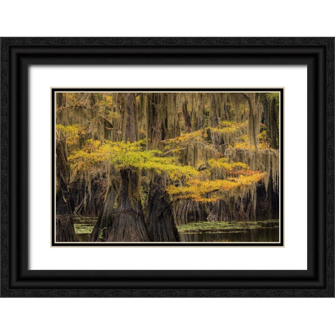 Bald Cypress tree draped in Spanish moss with fall colors Caddo Lake State Park-Uncertain-Texas Black Ornate Wood Framed Art Print with Double Matting by Jones, Adam