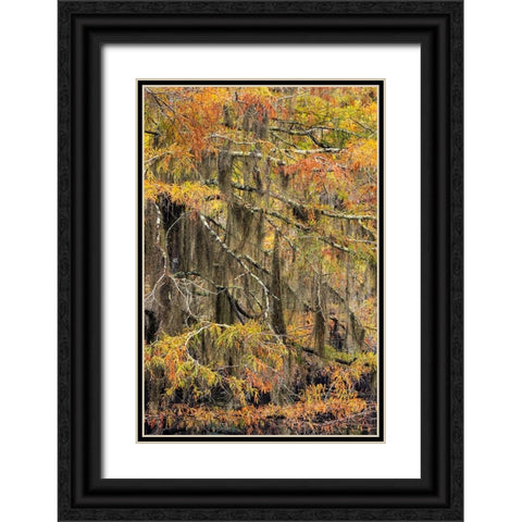 Bald Cypress tree draped in Spanish moss with fall colors Caddo Lake State Park-Uncertain-Texas Black Ornate Wood Framed Art Print with Double Matting by Jones, Adam