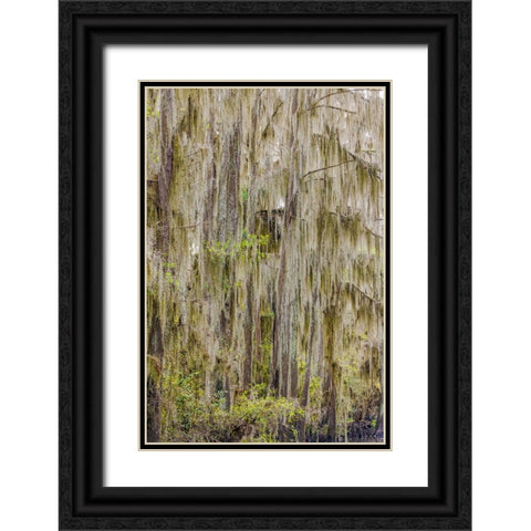 Bald cypress trees draped in Spanish moss in autumn lining Government Ditch Caddo Lake Black Ornate Wood Framed Art Print with Double Matting by Jones, Adam