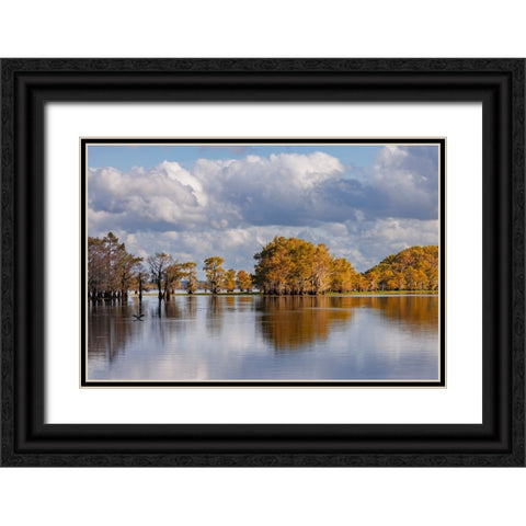 Bald cypress trees in autumn Caddo Lake-Uncertain-Texas Black Ornate Wood Framed Art Print with Double Matting by Jones, Adam