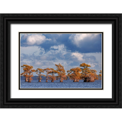 Bald cypress trees in autumn Caddo Lake-Uncertain-Texas Black Ornate Wood Framed Art Print with Double Matting by Jones, Adam