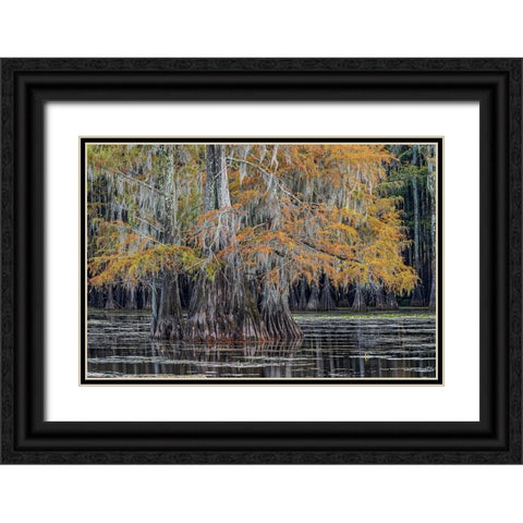 Bald cypress trees in autumn Caddo Lake-Uncertain-Texas Black Ornate Wood Framed Art Print with Double Matting by Jones, Adam