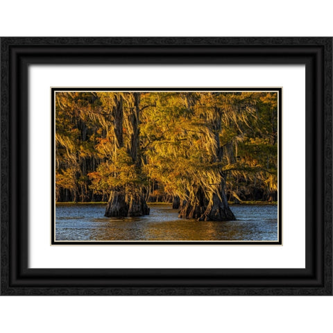 Bald cypress trees in autumn colors at sunset Caddo Lake-Uncertain-Texas Black Ornate Wood Framed Art Print with Double Matting by Jones, Adam