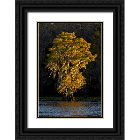 Bald cypress trees in autumn colors at sunset Caddo Lake-Uncertain-Texas Black Ornate Wood Framed Art Print with Double Matting by Jones, Adam
