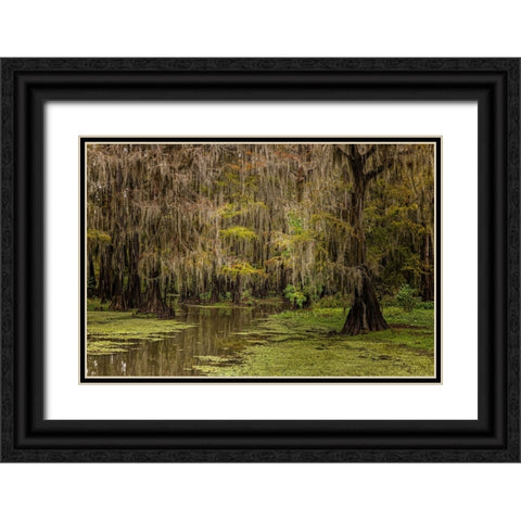 Cypress trees and Spanish moss lining shoreline of Caddo Lake-Uncertain-Texas Black Ornate Wood Framed Art Print with Double Matting by Jones, Adam
