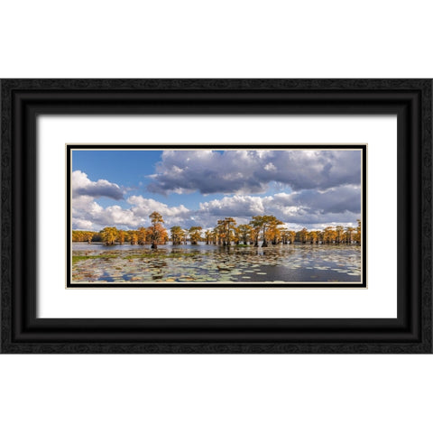 Bald cypress trees in autumn and lily-ads Caddo Lake-Uncertain-Texas Black Ornate Wood Framed Art Print with Double Matting by Jones, Adam