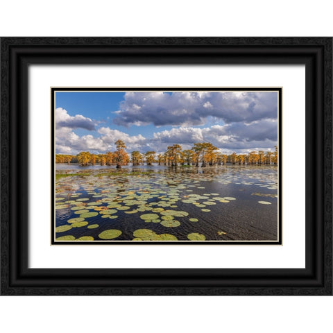 Bald cypress trees in autumn and lily-ads Caddo Lake-Uncertain-Texas Black Ornate Wood Framed Art Print with Double Matting by Jones, Adam
