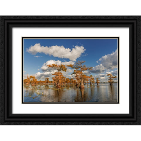 Bald cypress trees in autumn reflected on lake Caddo Lake-Uncertain-Texas Black Ornate Wood Framed Art Print with Double Matting by Jones, Adam