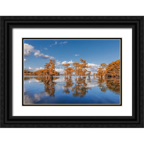 Bald cypress trees in autumn reflected on lake Caddo Lake-Uncertain-Texas Black Ornate Wood Framed Art Print with Double Matting by Jones, Adam