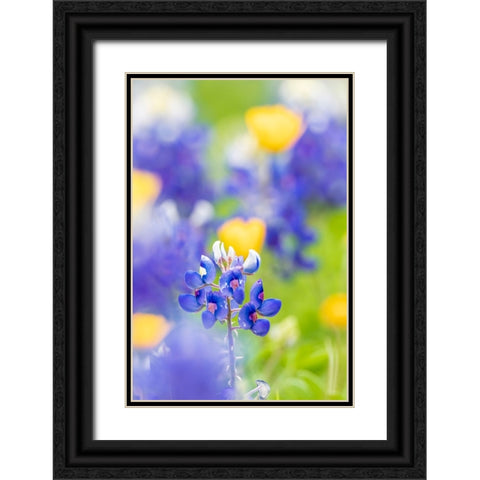 Johnson City-Texas-USA-Bluebonnet wildflowers in the Texas Hill Country Black Ornate Wood Framed Art Print with Double Matting by Wilson, Emily M.