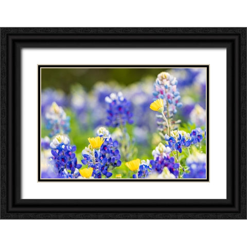 Johnson City-Texas-USA-Bluebonnet wildflowers in the Texas Hill Country Black Ornate Wood Framed Art Print with Double Matting by Wilson, Emily M.