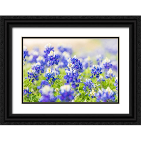 Johnson City-Texas-USA-Bluebonnet wildflowers in the Texas Hill Country Black Ornate Wood Framed Art Print with Double Matting by Wilson, Emily M.