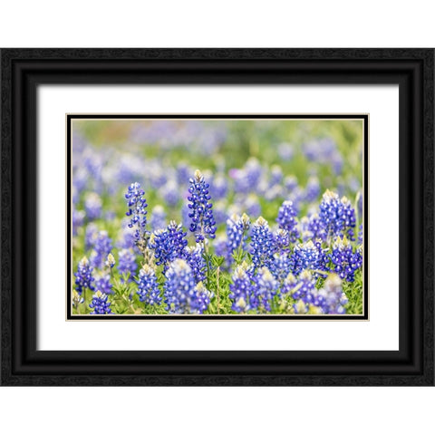 Johnson City-Texas-USA-Bluebonnet wildflowers in the Texas Hill Country Black Ornate Wood Framed Art Print with Double Matting by Wilson, Emily M.