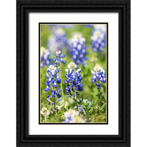 Johnson City-Texas-USA-Bluebonnet wildflowers in the Texas Hill Country Black Ornate Wood Framed Art Print with Double Matting by Wilson, Emily M.