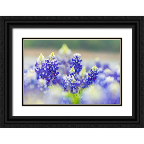 Spicewood-Texas-USA-Bluebonnet wildflowers in the Texas Hill Country Black Ornate Wood Framed Art Print with Double Matting by Wilson, Emily M.