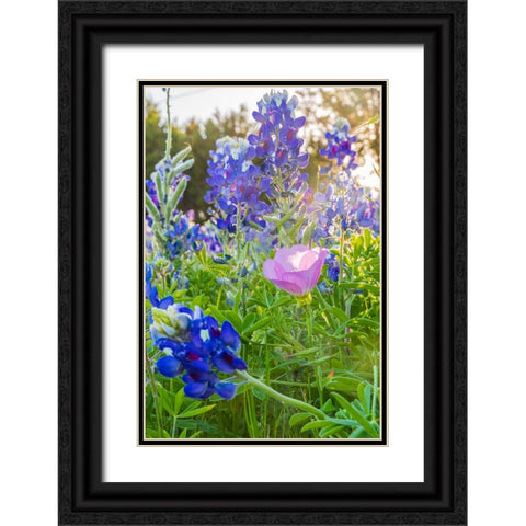 Lampasas-Texas-USA-Pink Evening Primrose and Bluebonnet wildflowers in the Texas Hill Country Black Ornate Wood Framed Art Print with Double Matting by Wilson, Emily M.