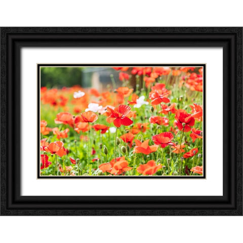 Castroville-Texas-USA-Wild poppies in the Texas Hill Country Black Ornate Wood Framed Art Print with Double Matting by Wilson, Emily M.