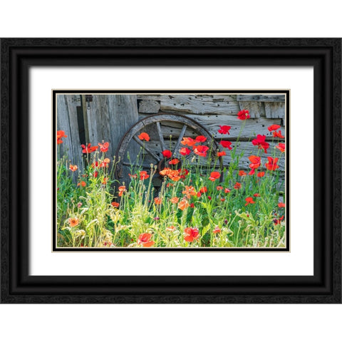 Castroville-Texas-USA-Poppies and historic buildings in the Texas Hill Country Black Ornate Wood Framed Art Print with Double Matting by Wilson, Emily M.