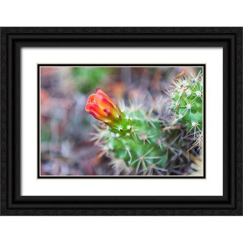 Castroville-Texas-USA-Prickly pear flower in the Texas Hill Country Black Ornate Wood Framed Art Print with Double Matting by Wilson, Emily M.