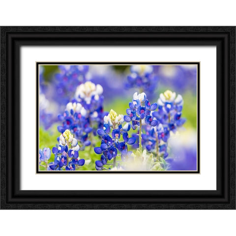Johnson City-Texas-USA-Bluebonnet wildflowers in the Texas Hill Country Black Ornate Wood Framed Art Print with Double Matting by Wilson, Emily M.