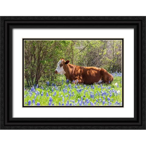 Johnson City-Texas-USA-Cow in bluebonnet wildflowers in the Texas Hill Country Black Ornate Wood Framed Art Print with Double Matting by Wilson, Emily M.