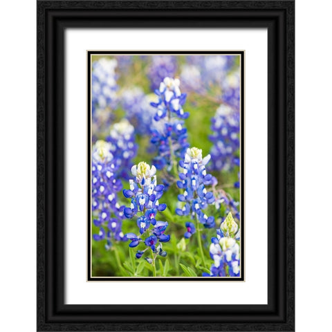Johnson City-Texas-USA-Bluebonnet wildflowers in the Texas Hill Country Black Ornate Wood Framed Art Print with Double Matting by Wilson, Emily M.