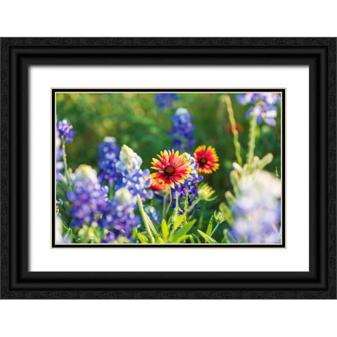 Marble Falls-Texas-USA-Bluebonnet and Indian Blanket wildflowers in the Texas Hill Country Black Ornate Wood Framed Art Print with Double Matting by Wilson, Emily M.