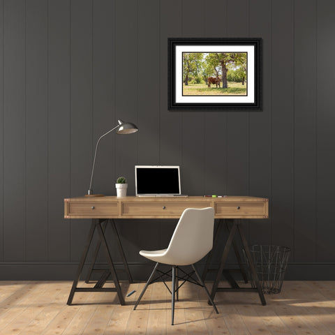 Marble Falls-Texas-USA-Longhorn cattle in the Texas Hill Country Black Ornate Wood Framed Art Print with Double Matting by Wilson, Emily M.