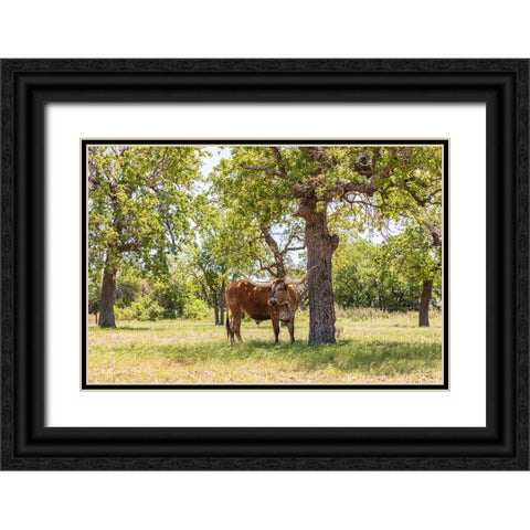 Marble Falls-Texas-USA-Longhorn cattle in the Texas Hill Country Black Ornate Wood Framed Art Print with Double Matting by Wilson, Emily M.