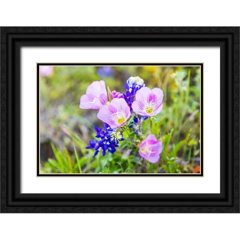 Lampasas-Texas-USA-Pink Evening Primrose and Bluebonnet wildflowers in the Texas Hill Country Black Ornate Wood Framed Art Print with Double Matting by Wilson, Emily M.