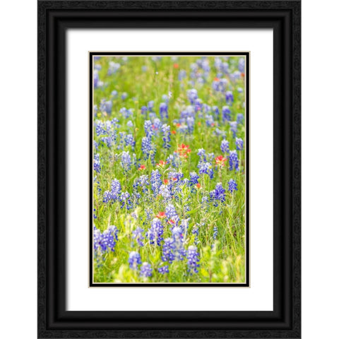 Llano-Texas-USA-Indian Paintbrush and Bluebonnet wildflowers in the Texas Hill Country Black Ornate Wood Framed Art Print with Double Matting by Wilson, Emily M.