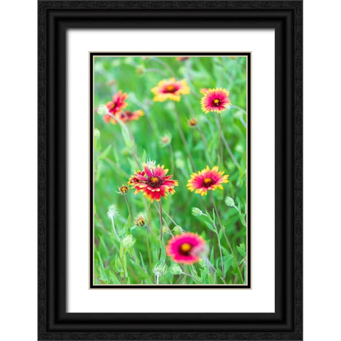 Llano-Texas-USA-Indian Blanket wildflowers in the Texas Hill Country Black Ornate Wood Framed Art Print with Double Matting by Wilson, Emily M.