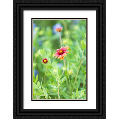 Llano-Texas-USA-Indian Blanket wildflowers in the Texas Hill Country Black Ornate Wood Framed Art Print with Double Matting by Wilson, Emily M.