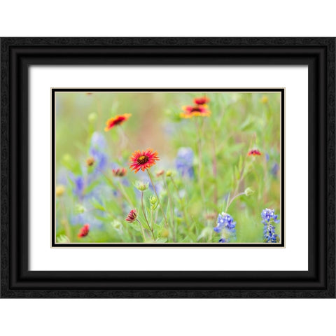 Llano-Texas-USA-Indian Blanket and Bluebonnet wildflowers in the Texas Hill Country Black Ornate Wood Framed Art Print with Double Matting by Wilson, Emily M.