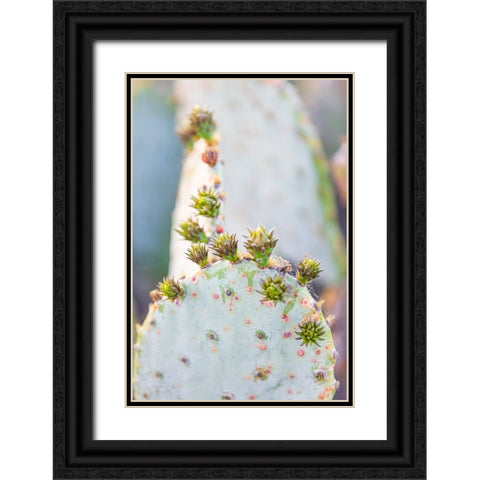 Llano-Texas-USA-Prickly pear cactus in the Texas Hill Country Black Ornate Wood Framed Art Print with Double Matting by Wilson, Emily M.