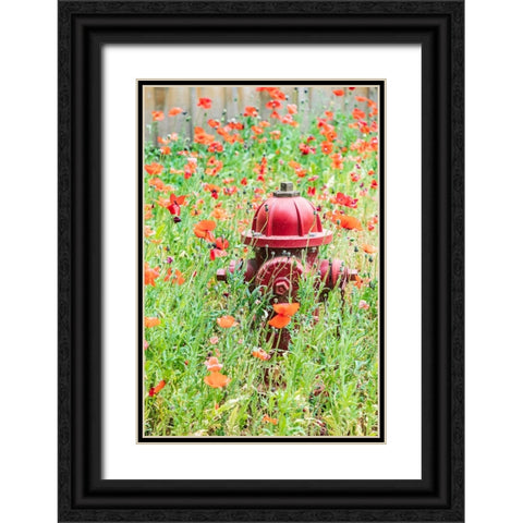 Castroville-Texas-USA-Poppies and fire hydrant in the Texas Hill Country Black Ornate Wood Framed Art Print with Double Matting by Wilson, Emily M.