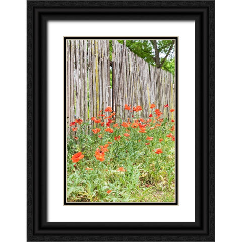 Castroville-Texas-USA-Poppies and wooden fence in the Texas Hill Country Black Ornate Wood Framed Art Print with Double Matting by Wilson, Emily M.
