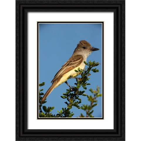 Brown-crested flycatcher on branch- South Texas- USA Black Ornate Wood Framed Art Print with Double Matting by McDonald, Joe and Maryann