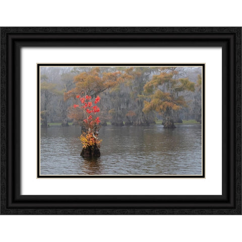 Caddo Lake- Texas with Chinese tallow in fall color Black Ornate Wood Framed Art Print with Double Matting by Ditto, Larry
