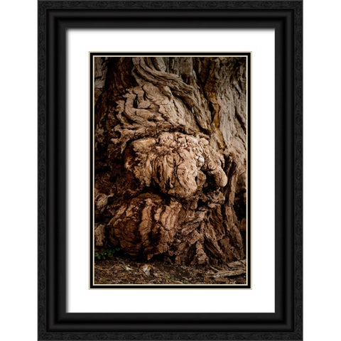 USA-Utah-Torrey Capitol Reef National Park-The Mail Tree-Fremont Cottonwood Black Ornate Wood Framed Art Print with Double Matting by Friel, Bernard