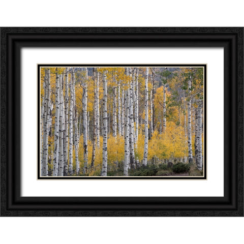 USA-Utah-Ashley National Forest Aspen forest in autumn Black Ornate Wood Framed Art Print with Double Matting by Jaynes Gallery