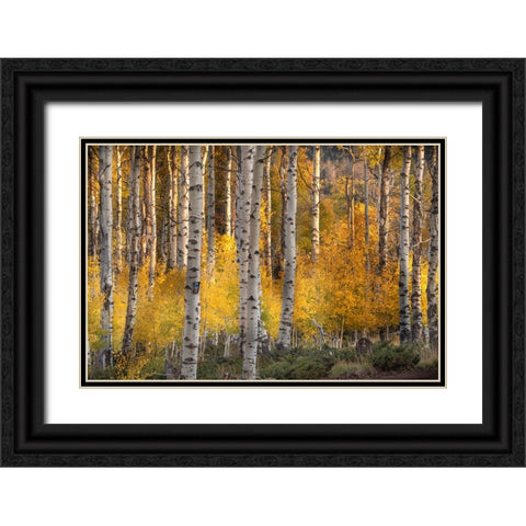 USA-Utah-Ashley National Forest Aspen forest in autumn Black Ornate Wood Framed Art Print with Double Matting by Jaynes Gallery