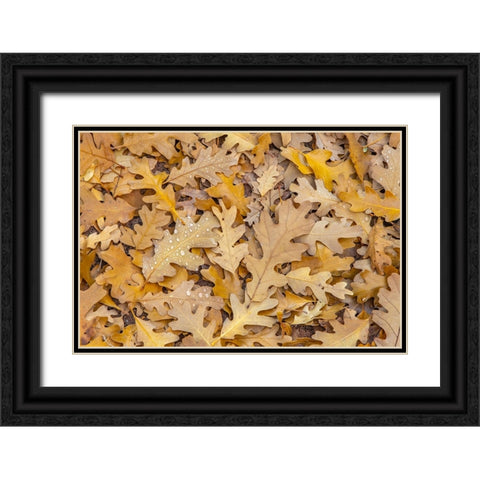 USA- Utah- Calf Creek Recreation Area. Dew on fallen oak leaves. Black Ornate Wood Framed Art Print with Double Matting by Jaynes Gallery