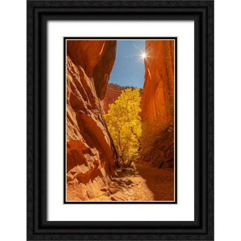 USA- Utah- Grand Staircase Escalante National Monument. Burr Trail and tree Black Ornate Wood Framed Art Print with Double Matting by Jaynes Gallery