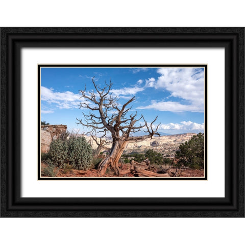 USA-Utah-Capitol Reef National Park Dead juniper tree Black Ornate Wood Framed Art Print with Double Matting by Davidson, Janell
